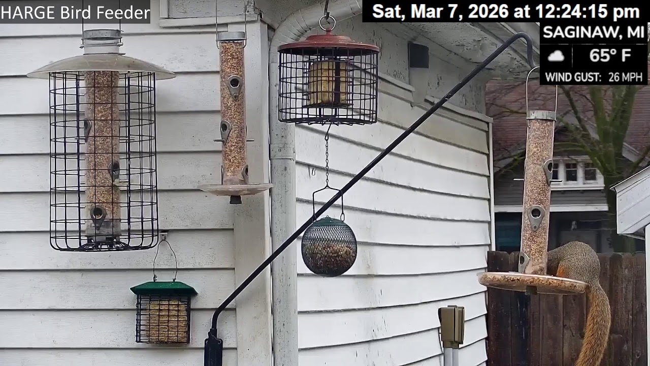 HARGE Bird Feeder