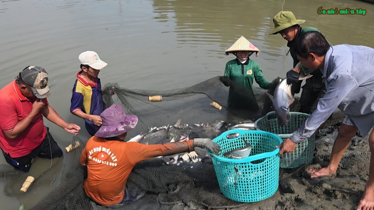 Kéo Lưới Rạn Ao CÁ TRA Những Ngày Đầu XUÂN BÍNH NGỌ_Nhiều Con CÁ TRA Bự Thấy Ham..| ONMT #Tập 208