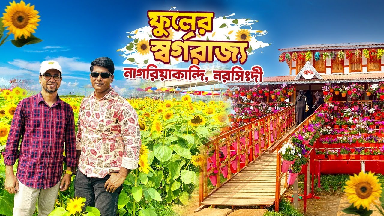 ঢাকা থেকে মাত্র একদিনেই ঘুরে আসুন সূর্যমূখী বাগান থেকে । Sunflower garden, Nagoriakandi, Narsingdi ।