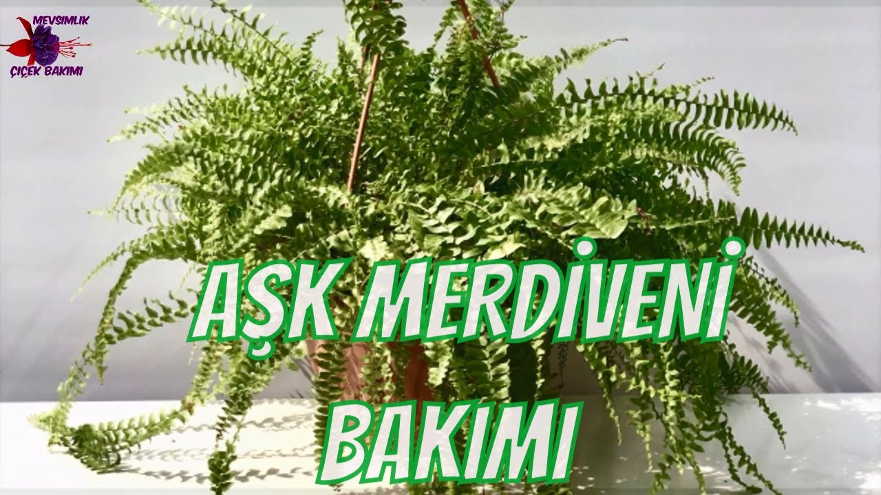 AŞK MERDİVENİ BAKIMI (Nephrolepis)