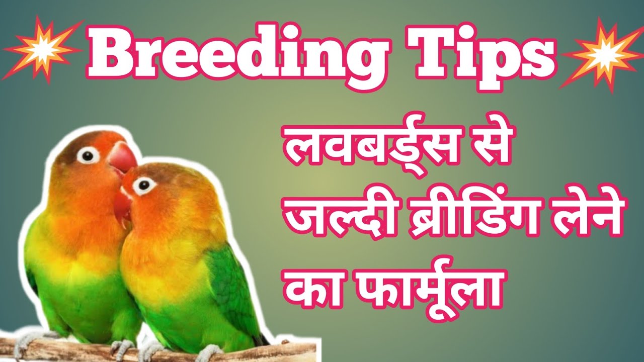 How to Breed Lovebird | Lovebirds se breeding kese le | लवबर्ड्स से घर पर Breed लेने का आसान तरीका