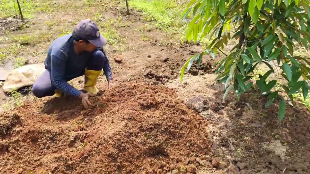 PEMUPUKAN POHON DURIAN 