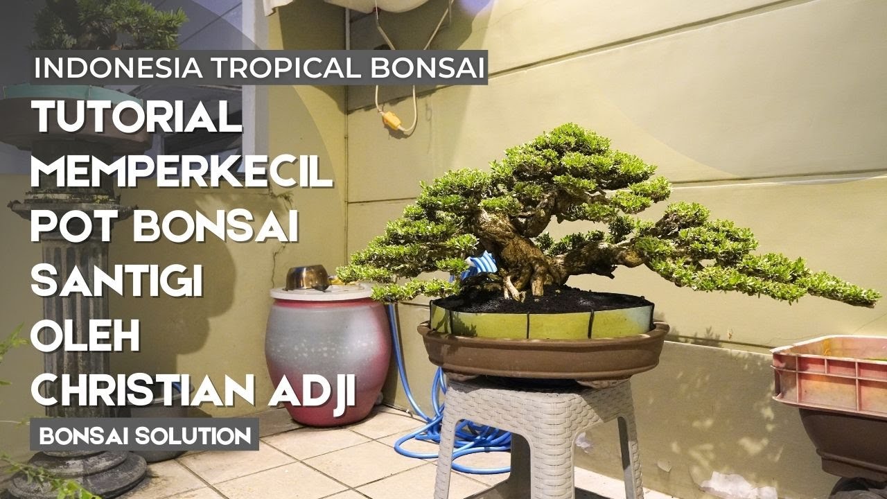Tutorial ganti pot yang jauh lebih kecil untuk bonsai santigi super