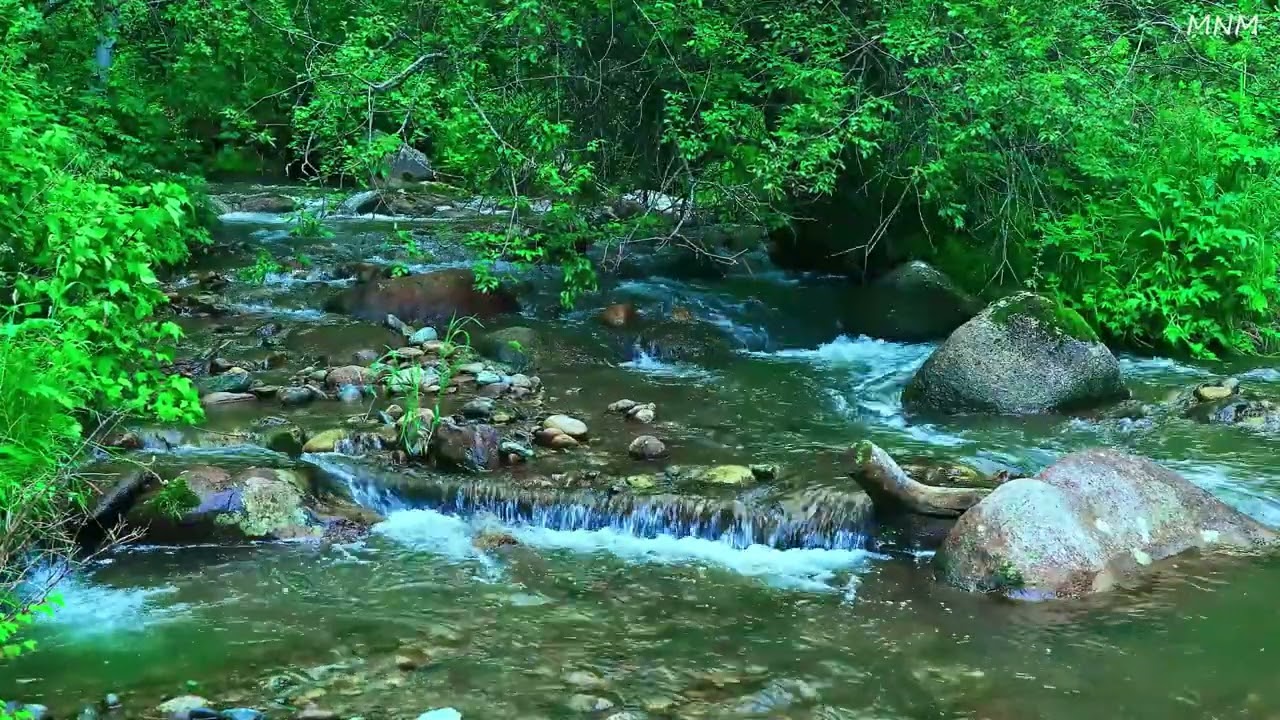 Утреннее пение птиц. Тихий ручей, текущий через кусты.