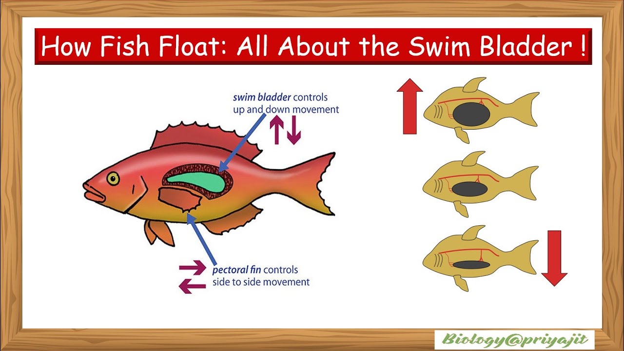 How Fish Float: All about the Swim bladder ! for UG & PG Zoology