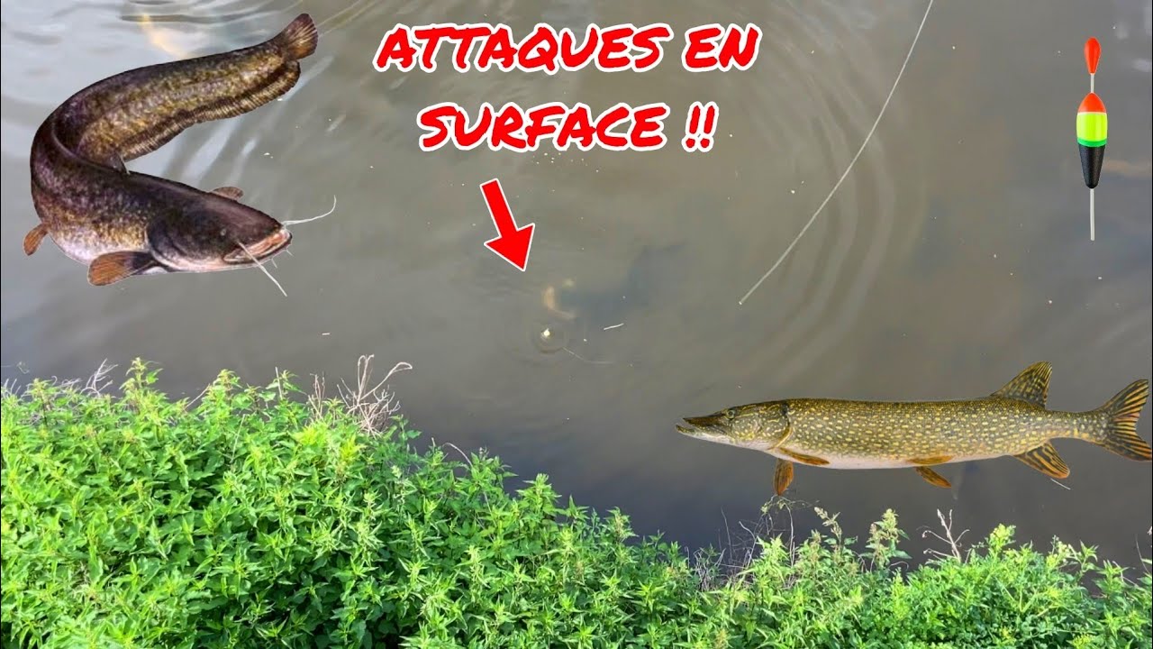 PÊCHE au VIF à VUE : attaques en SURFACE incroyables !!