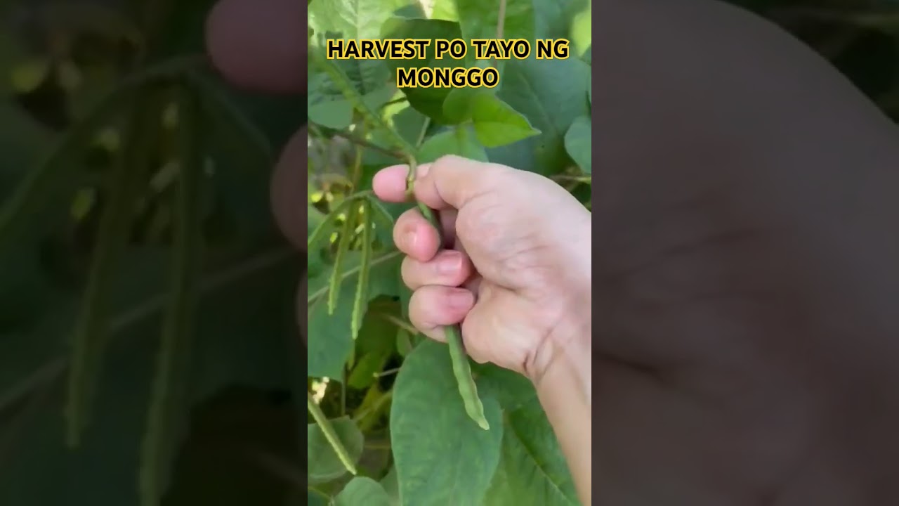 LET'S HARVEST MUNG BEANS OR MONGGO #harvesting #mungbeans #monggo #garden #shorts #shortsfeed #viral