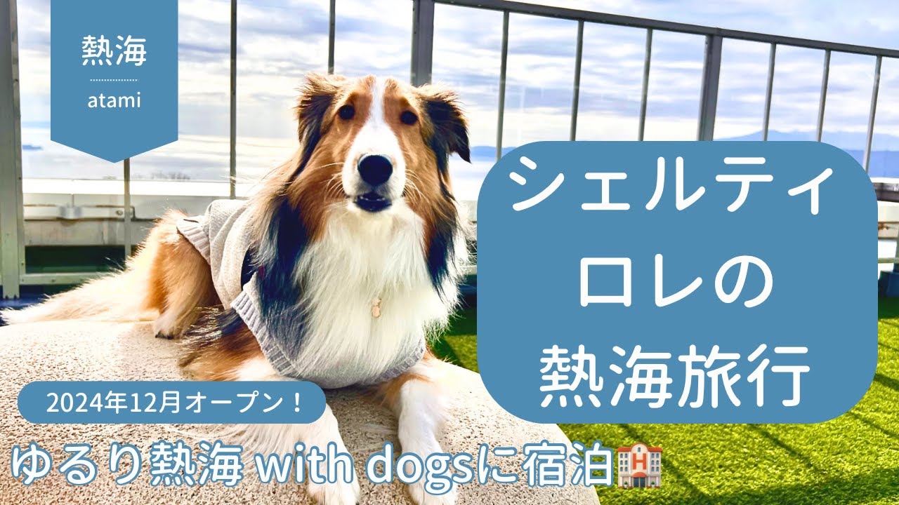【シェルティ】冬の熱海バースデー旅行【ゆるり熱海 with dogsに宿泊🏩】