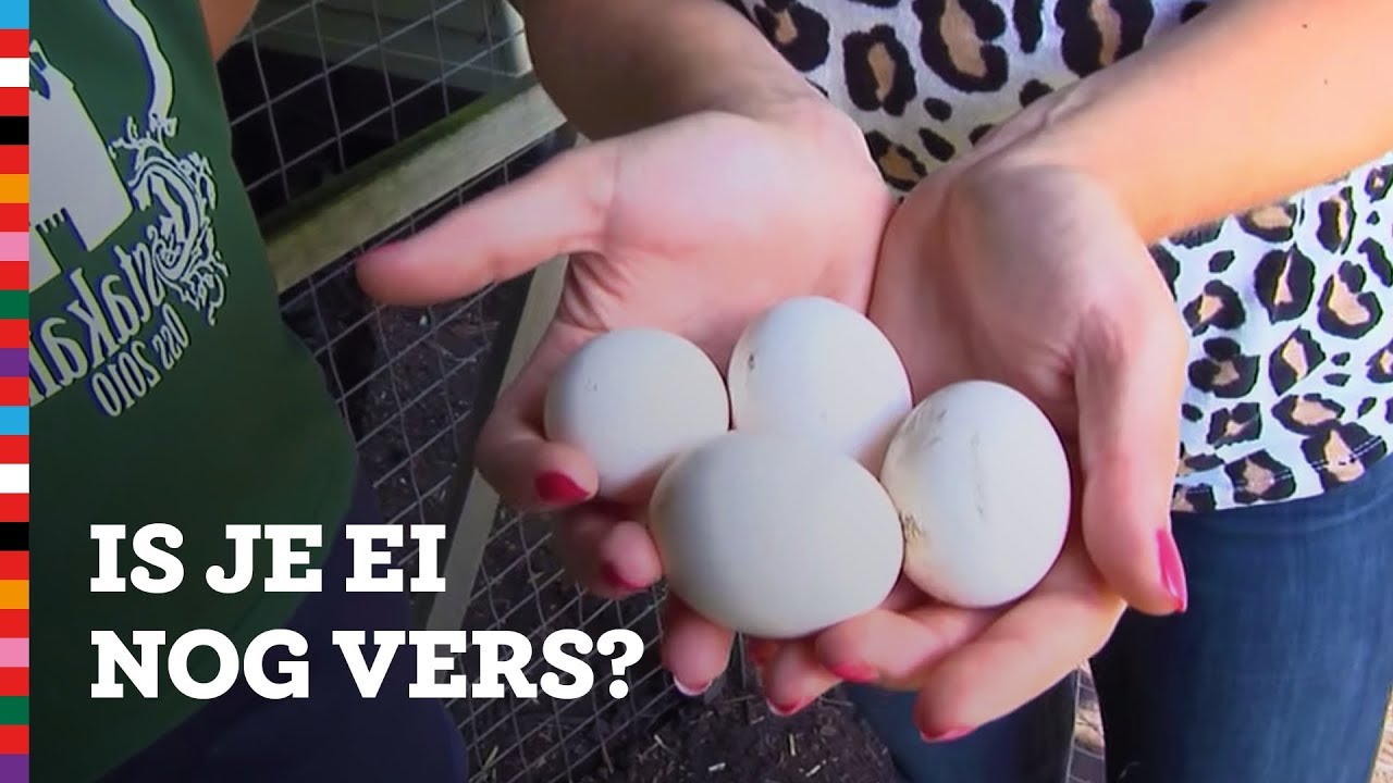Is mijn ei nog vers? Een simpele test | Voedingscentrum