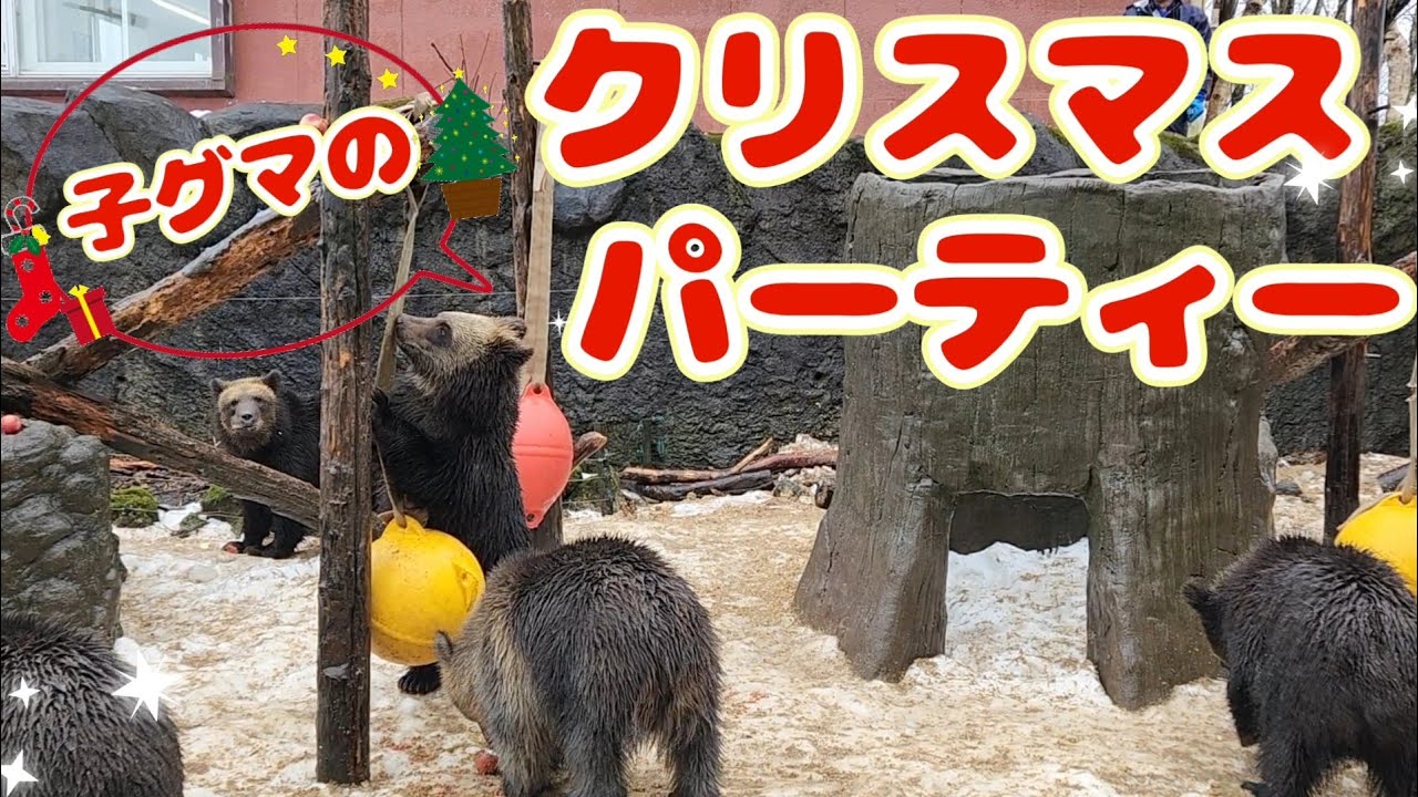 子グマ牧場で最後のイベント子グマのクリスマスパーティー【のぼりべつクマ牧場】