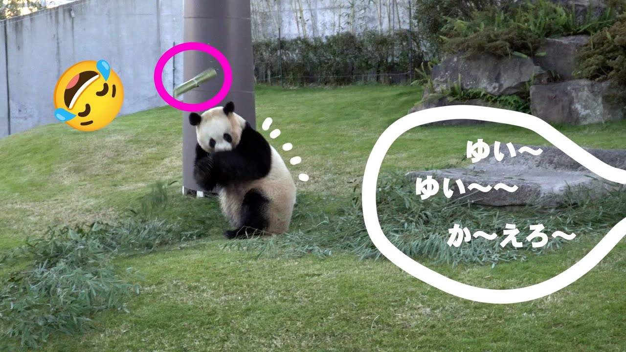 フィーダー投げるパンダ初めて見た😆❗、ゆいひ～ん、か～えろ～　完全無視してドタバタ続行、パンダ結浜今日も大暴れ