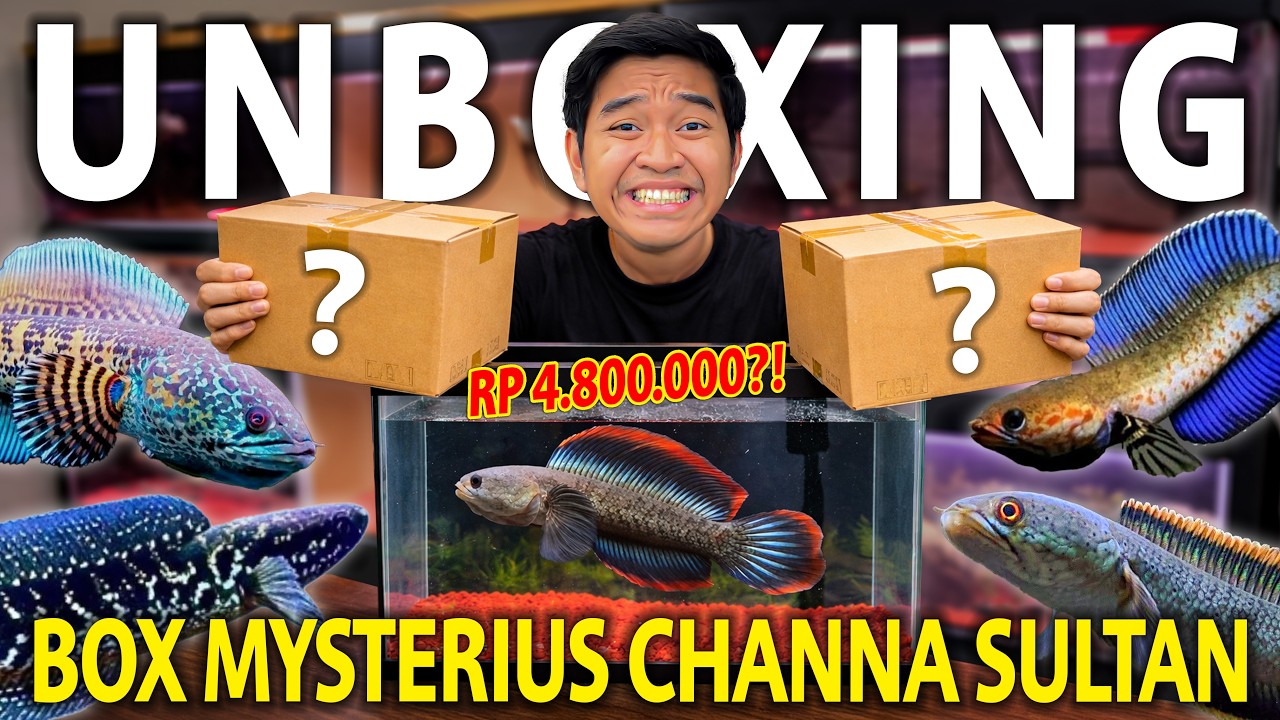 UNBOXING PAKET MYSTERY BOX CHANNA SULTAN DARI FOLLOWERS! GA NYANGKA DAPET CHANNA JACKPOT!