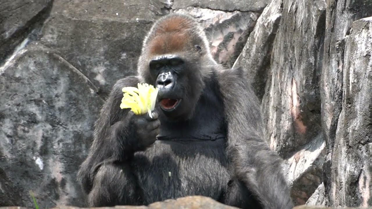 Peaceful Morning in Rola's Life #2/5 CHIBA ZOO Gorilla, Chimpanzee 千葉市動物公園ゴリラ,チンパンジー（0085）