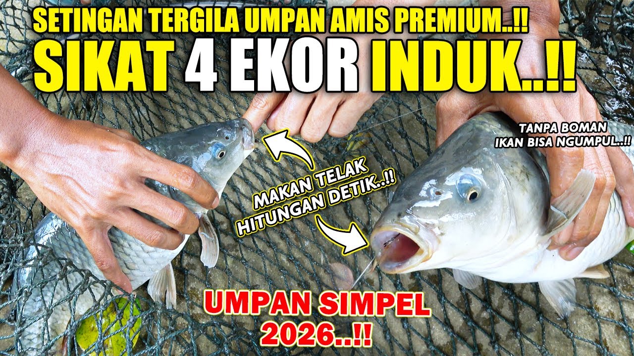 BONGKAR SETINGAN UMPAN PALING SIMPEL TERGILA !! 4 INDUK TAKLUK MAKAN TELAK HITUNGAN DETIK ❗❗
