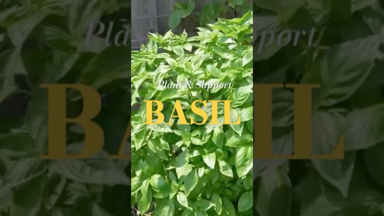 Maximize Basil Harvest! #basil #harvest #june