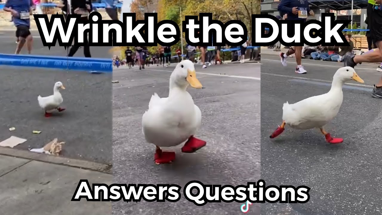 NYC Marathon Duck (Exclusive Interview with Wrinkle)