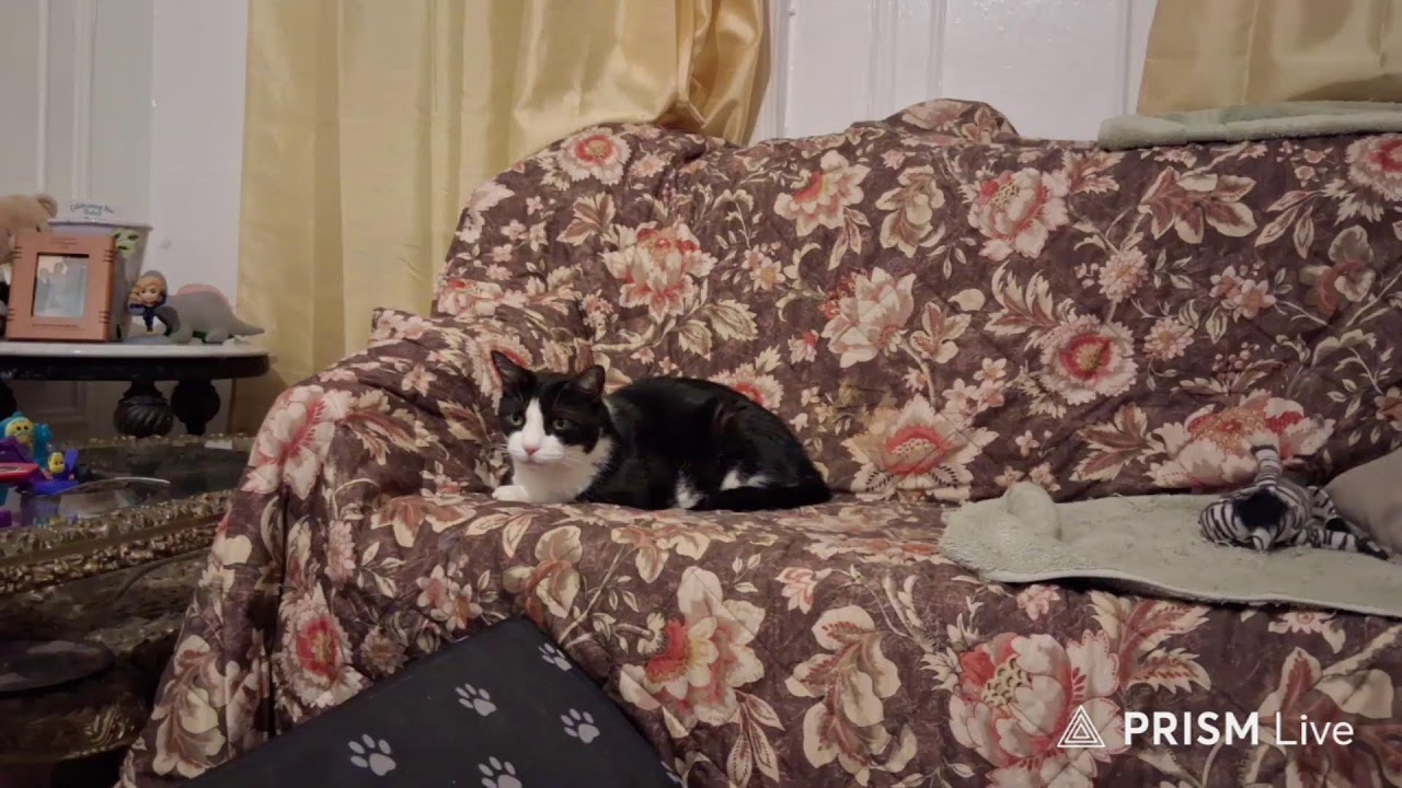 NYC viewing my cat diego sleeping and waking up