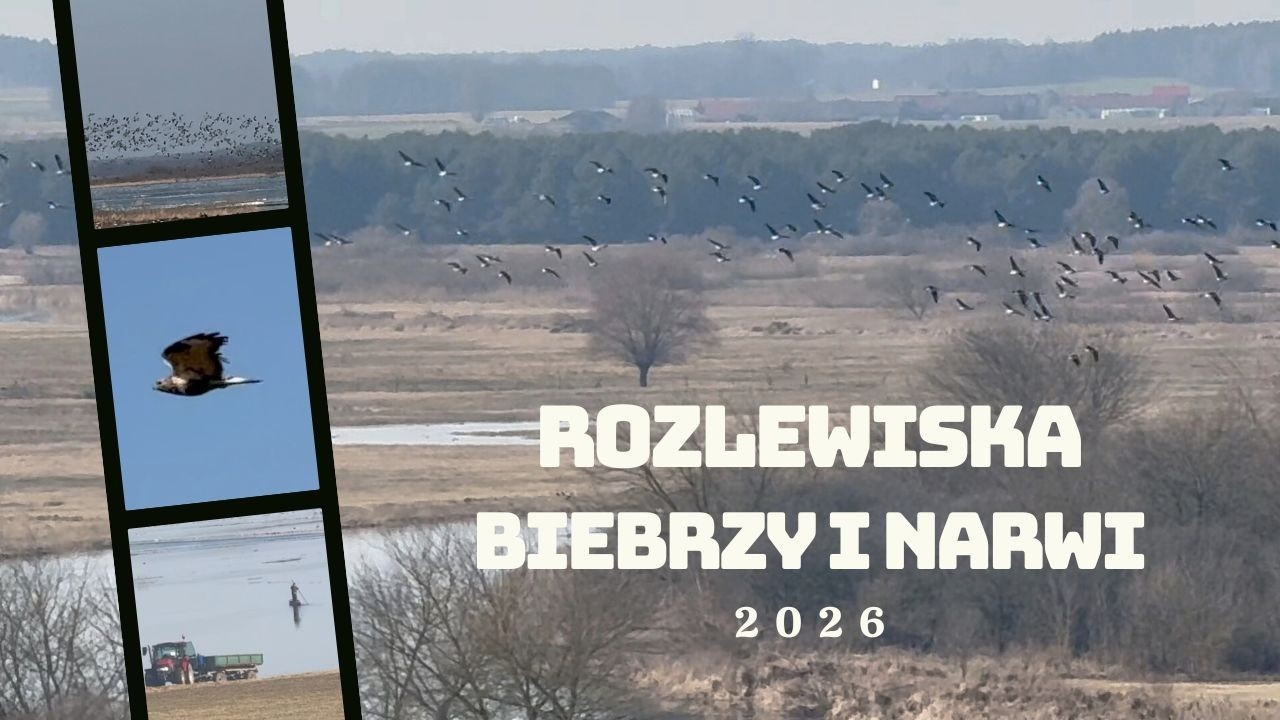 Rozlewiska Narwi i Biebrzy zachwycają