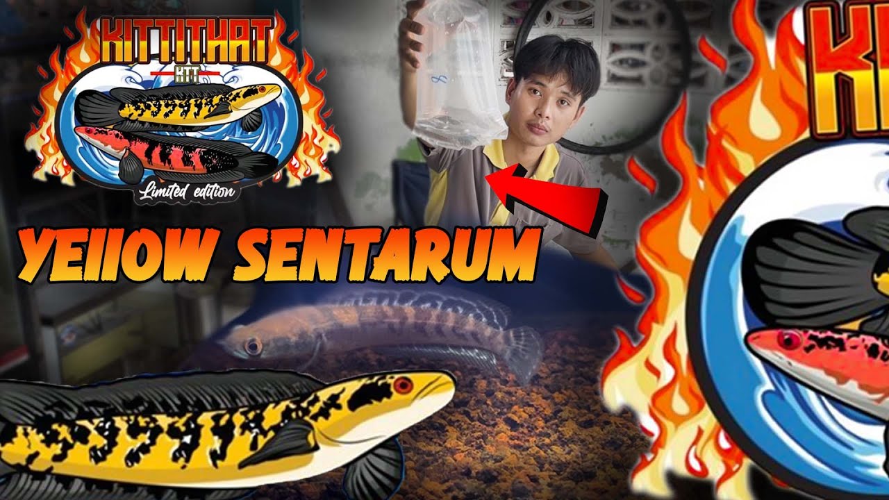 เปิดกล่องปลาช่อน Yellow Sentarum