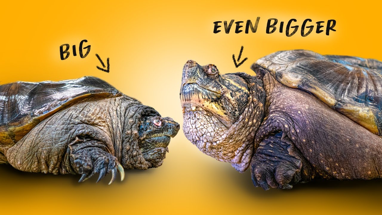 Massive Obese Turtle Dwarfs Most Recent Rescue at Garden State Tortoise!