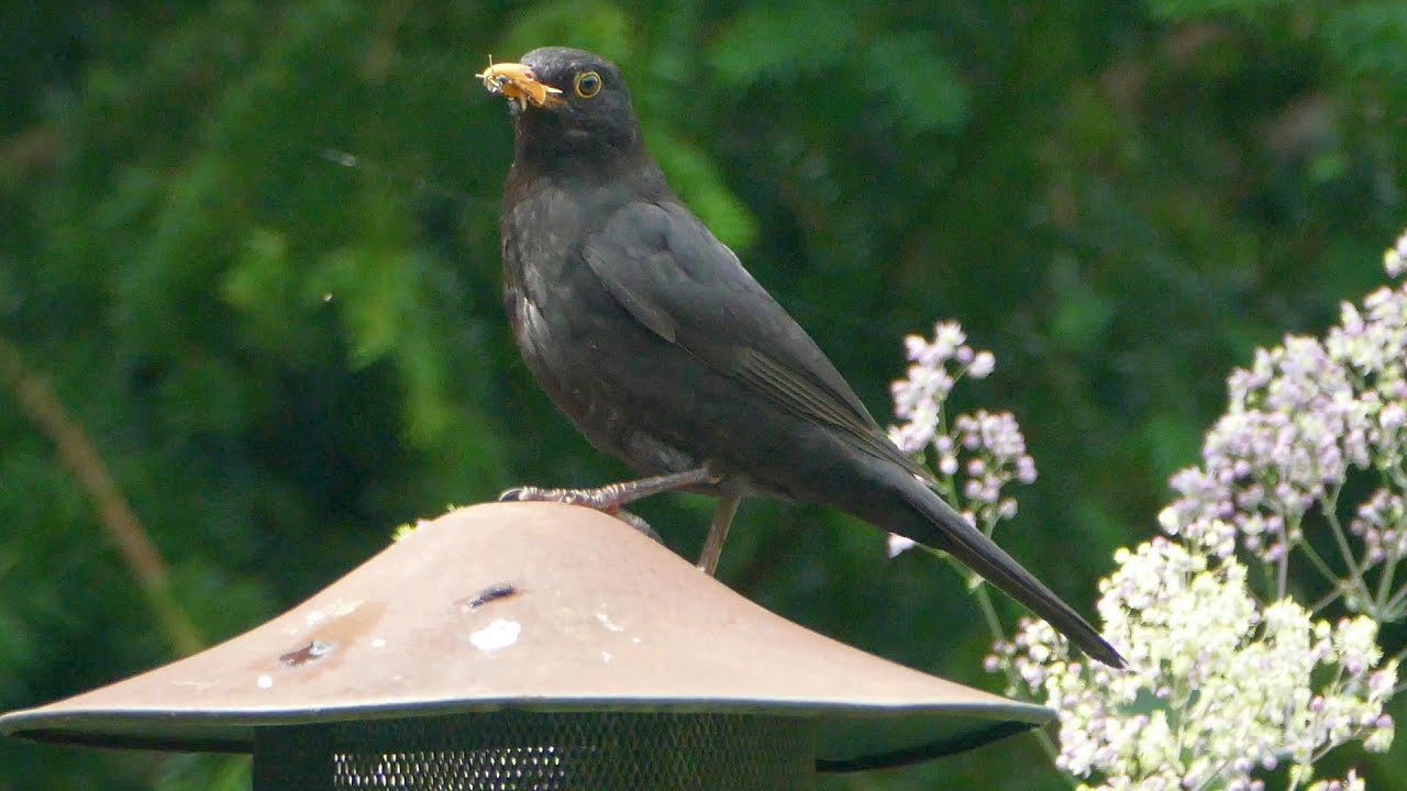 Samiec kosa szuka podlotka - nawoływanie i odgłos alarmowy (Turdus merula) (4K)