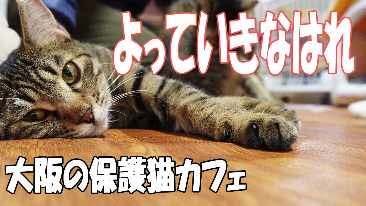 【保護猫カフェ】大阪市CatSpace【大阪府】