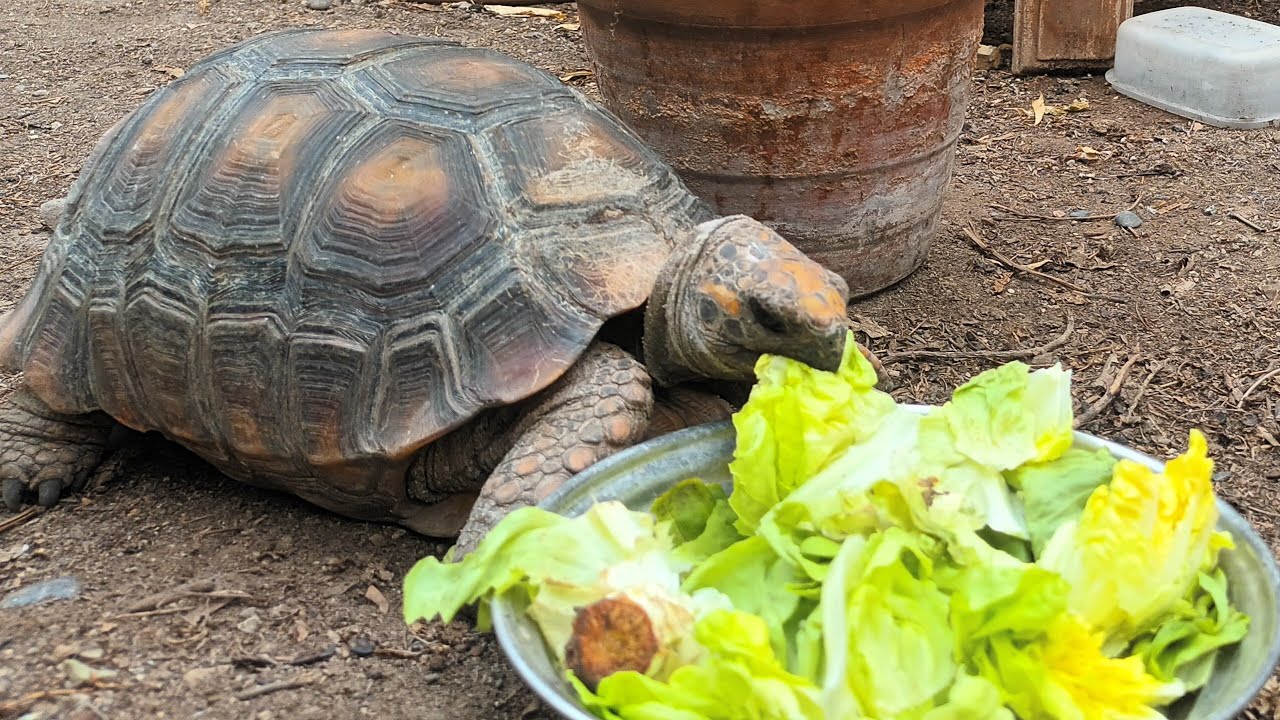 En el jardín 🌵🍀🐕🐢 #toto #siempreverde