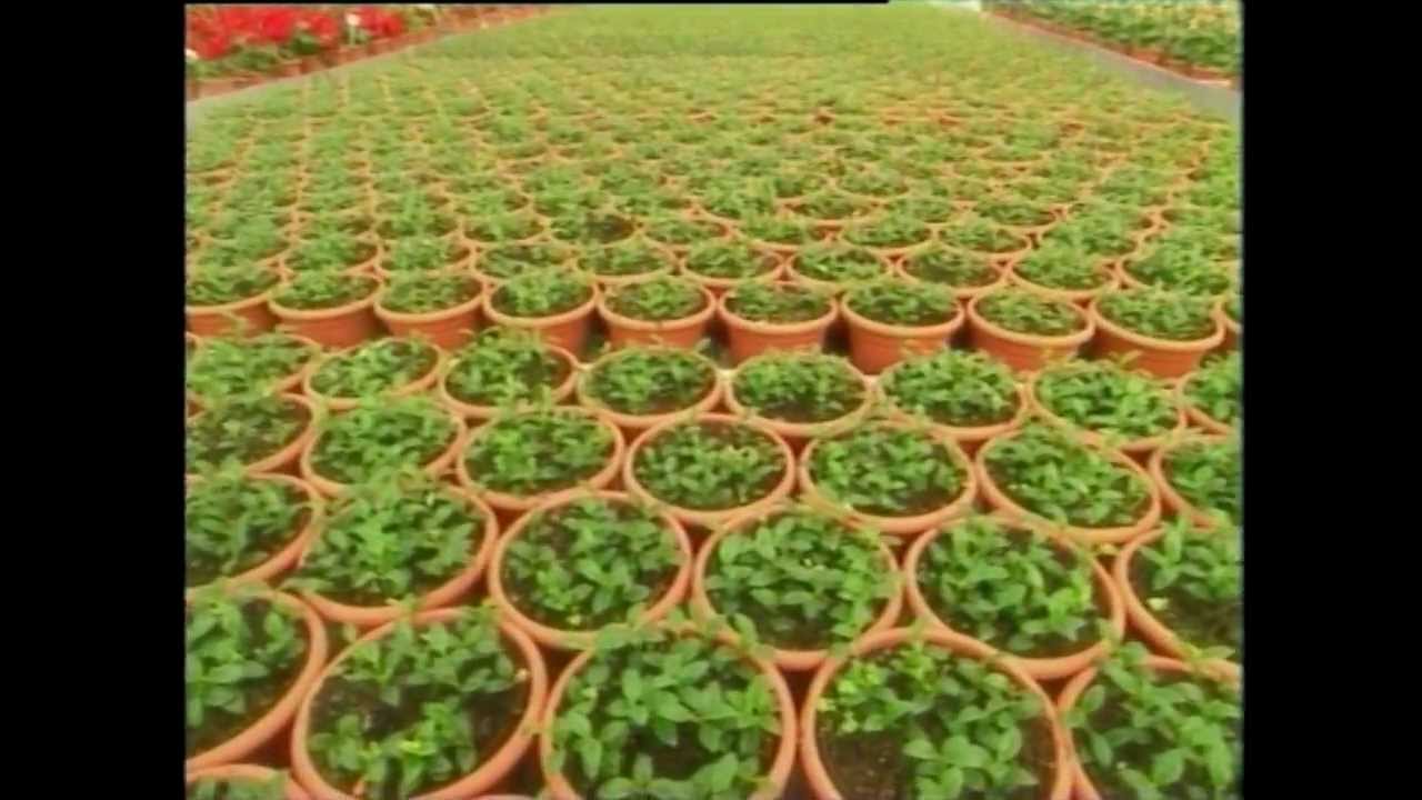 Israeli agriculture - דימיון הפקת סרטים 0544333390