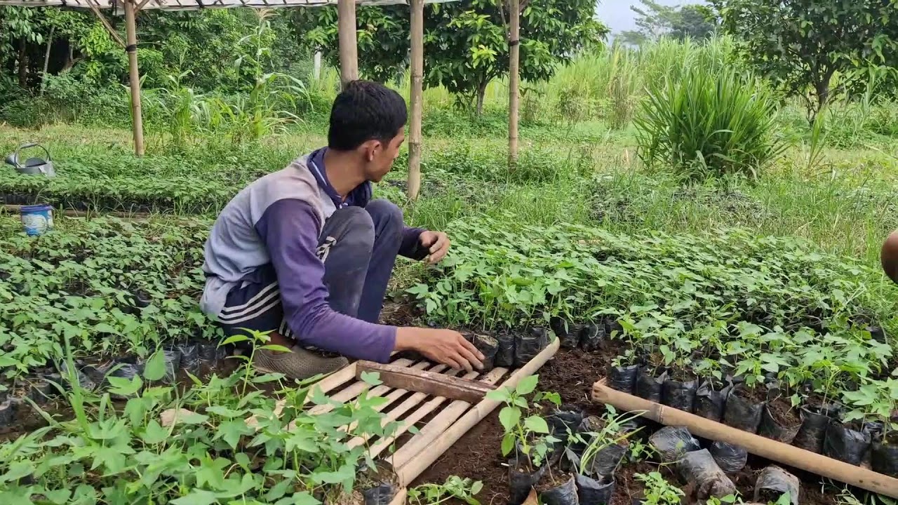 DON’T MAKE THIS MISTAKE WHEN PLACING PAPAYA SEEDLINGS IN TRAYS! - Agriculture Gardening