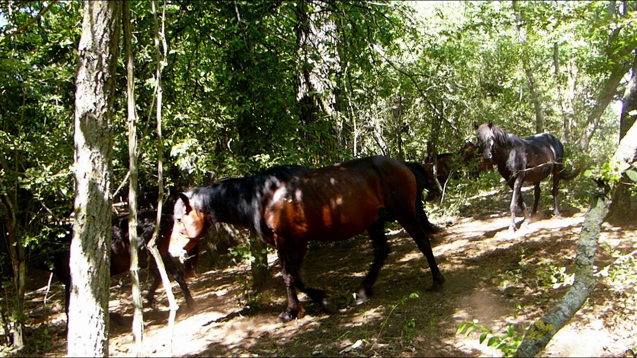 Rezervația naturală și caii sălbatici de la LETEA (Delta Dunării)