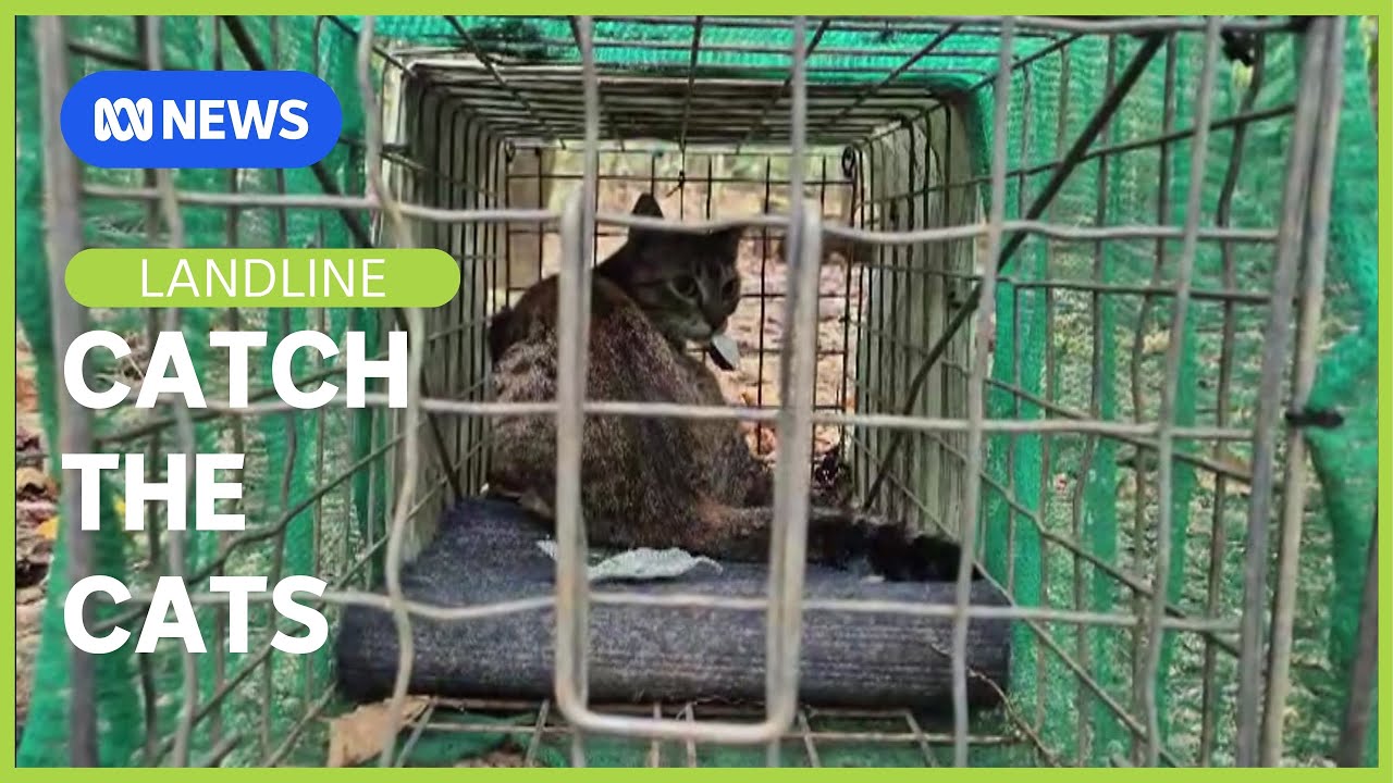 Killing Christmas Island's Feral Cats | Landline | ABC NEWS