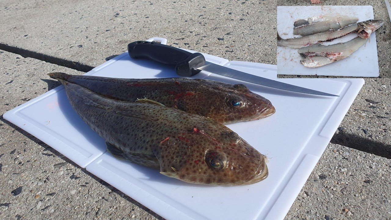 Flathead Fishing At St Helens With A Surprise Catch?!?