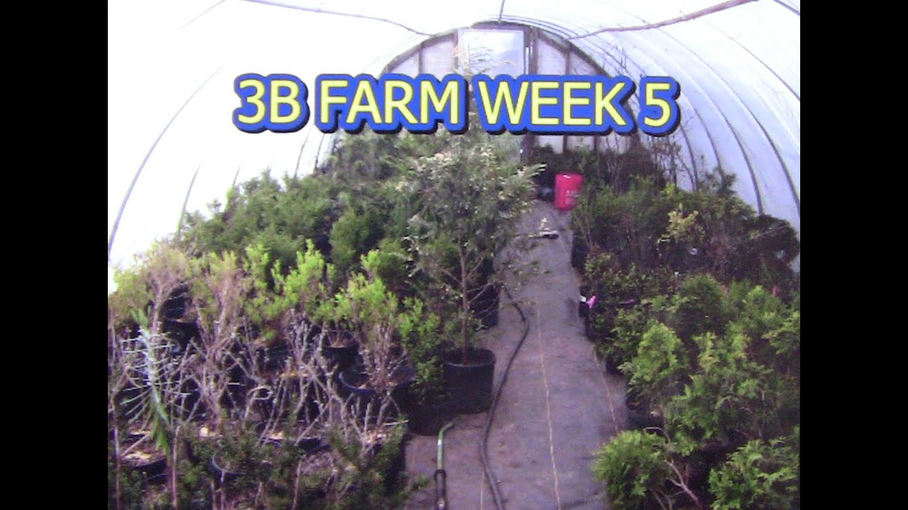 3B Farm Week 5