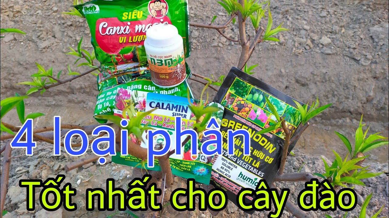4 loại phân đặc biệt người trồng Đào cần phải biết. 4 best fertilizers for plants