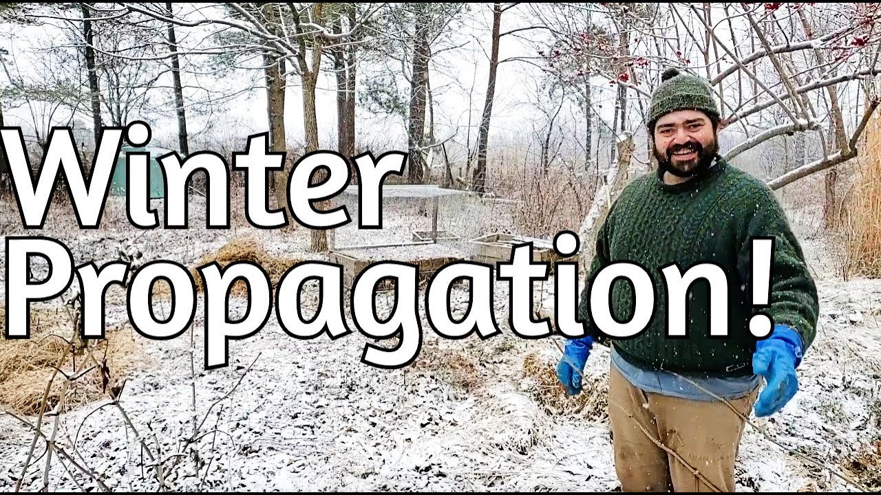 Hardwood Cuttings - Establishing in Winter!