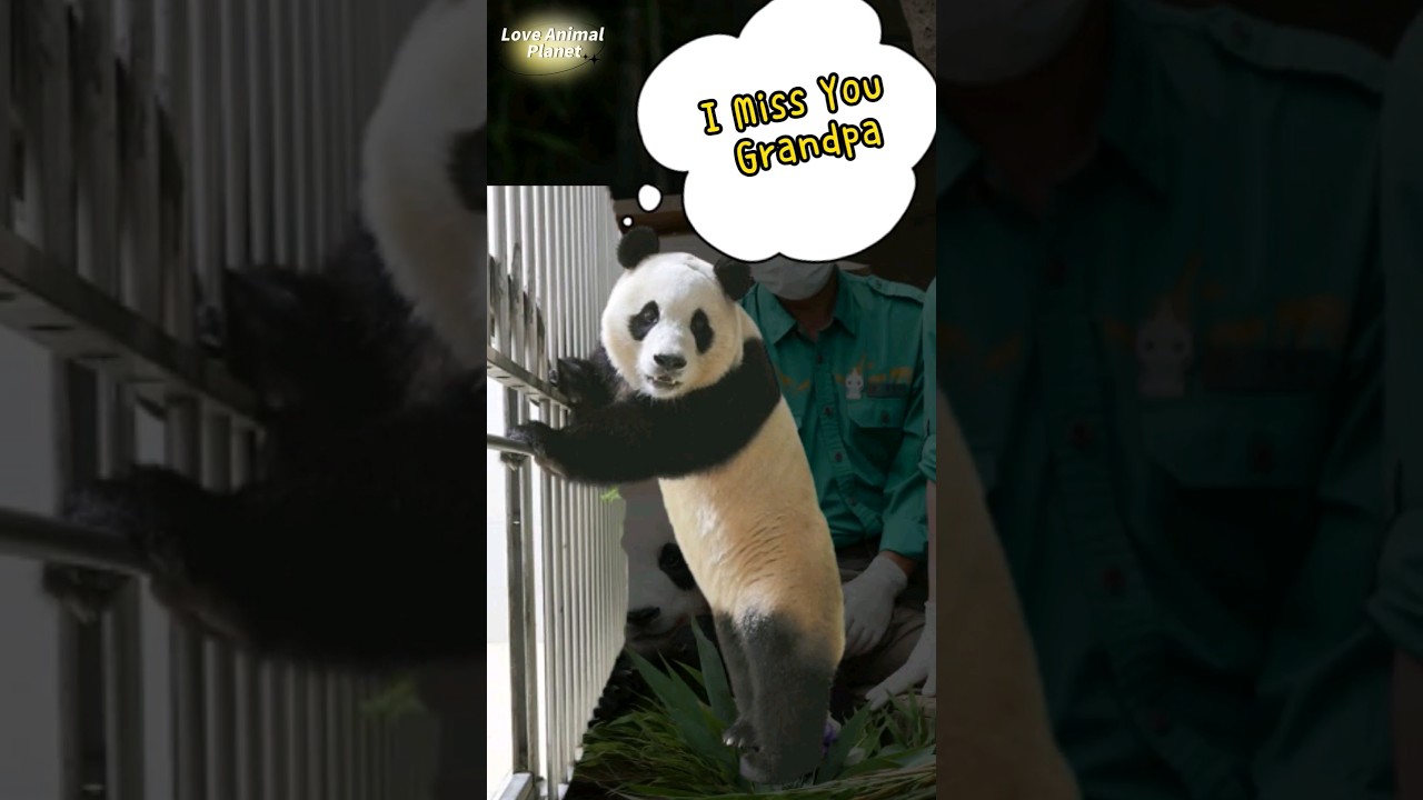 EP1 In the new environment, Panda Fu Bao displays continuous rolling emotion #fubao #福宝 #everland
