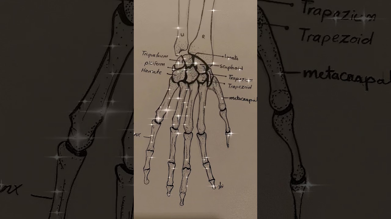bones of the hand #anatomy #humananatomy #handanatomy