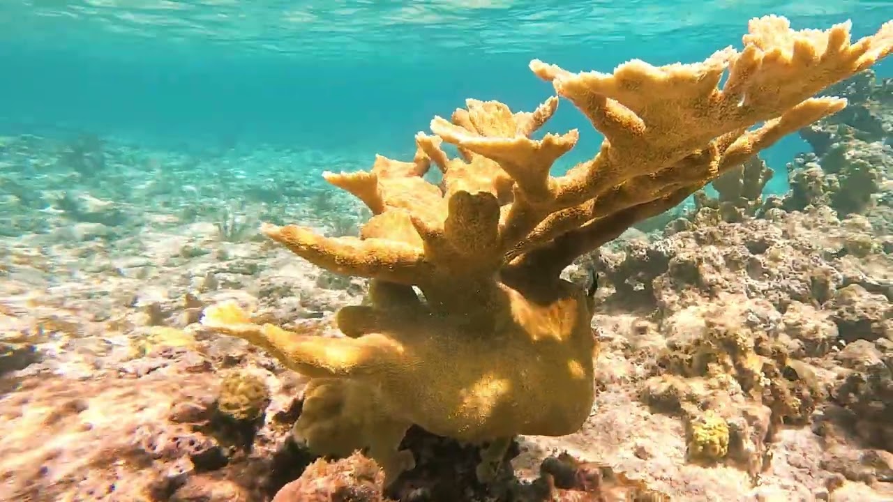 Snorkeling Waterlemon Cay, St. John, USVI - 4k - 4/28/2023