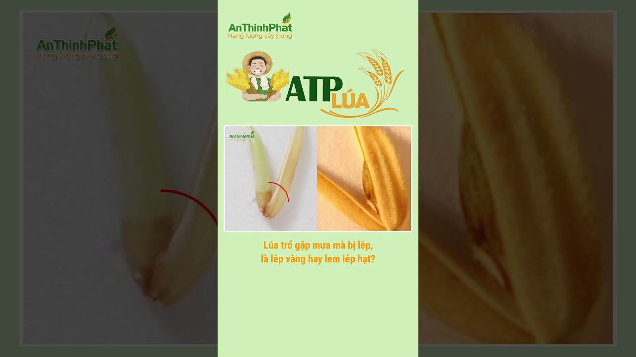 L&uacute;a Trổ Ngay Mưa L&agrave; L&eacute;p V&agrave;ng Hay Lem L&eacute;p Hạt | An Thịnh Ph&aacute;t