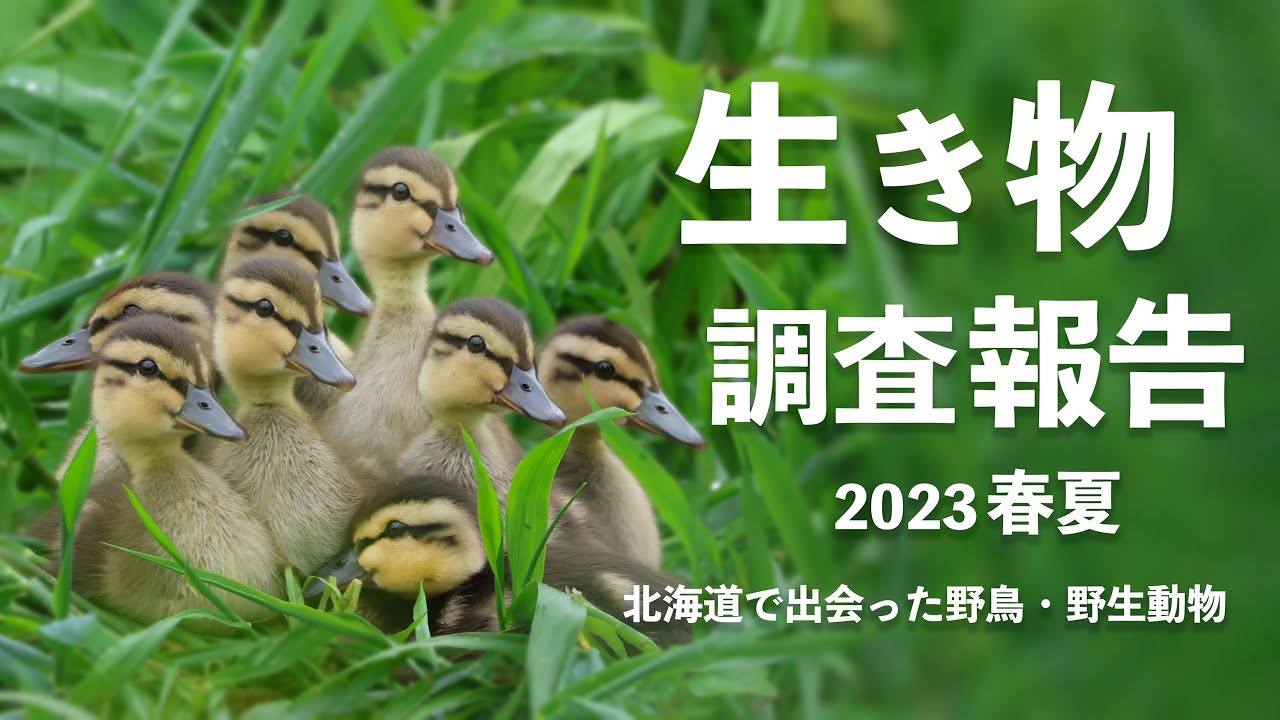 生き物調査報告【北海道で出会った野鳥 野生動物 2023春夏】エゾフクロウ エゾモモンガ シマエナガ ナキウサギ  クマゲラ  オジロワシ