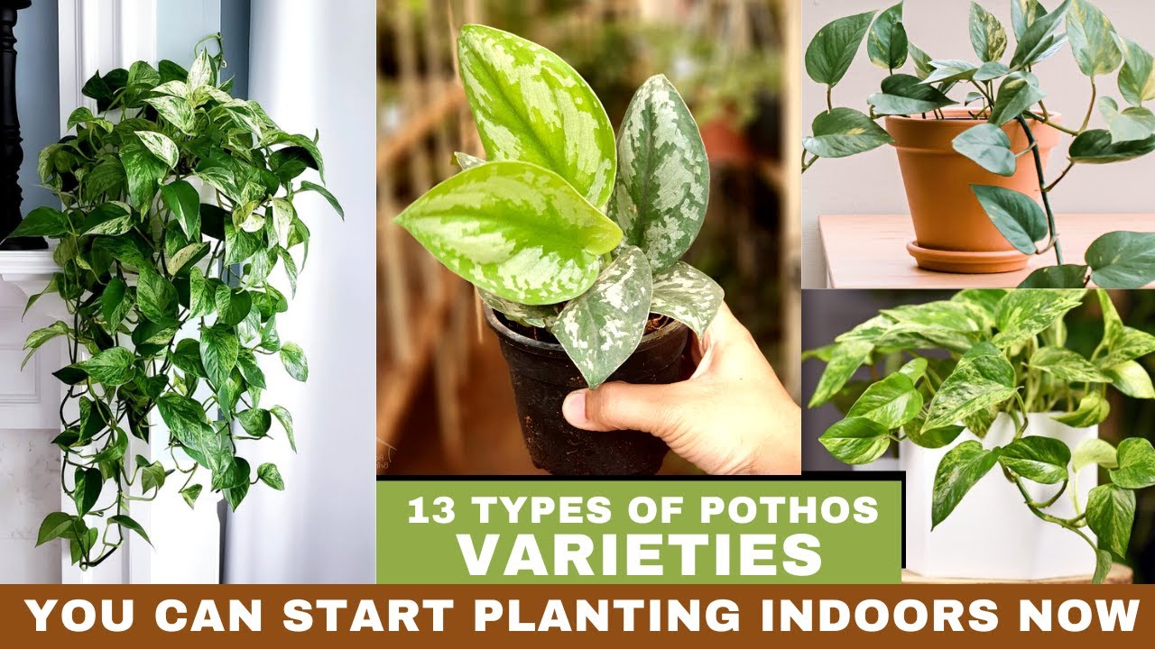 13 Types of Pothos Varieties | Best Pothos to Grow