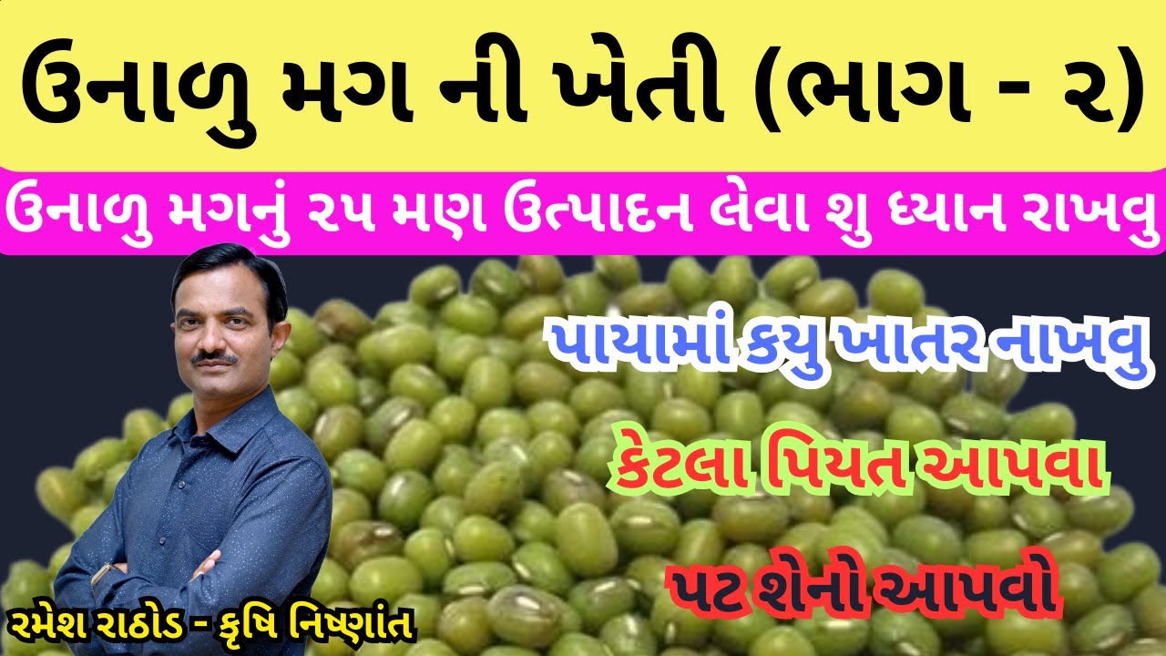 ઉનાળુ મગમાં વધુ ઉત્પાદન લેવા આટલું ધ્યાન રાખો | મગમાં ખાતર | મગની ખેતી ભાગ - ૨ | Unalu Mag Ni Kheti