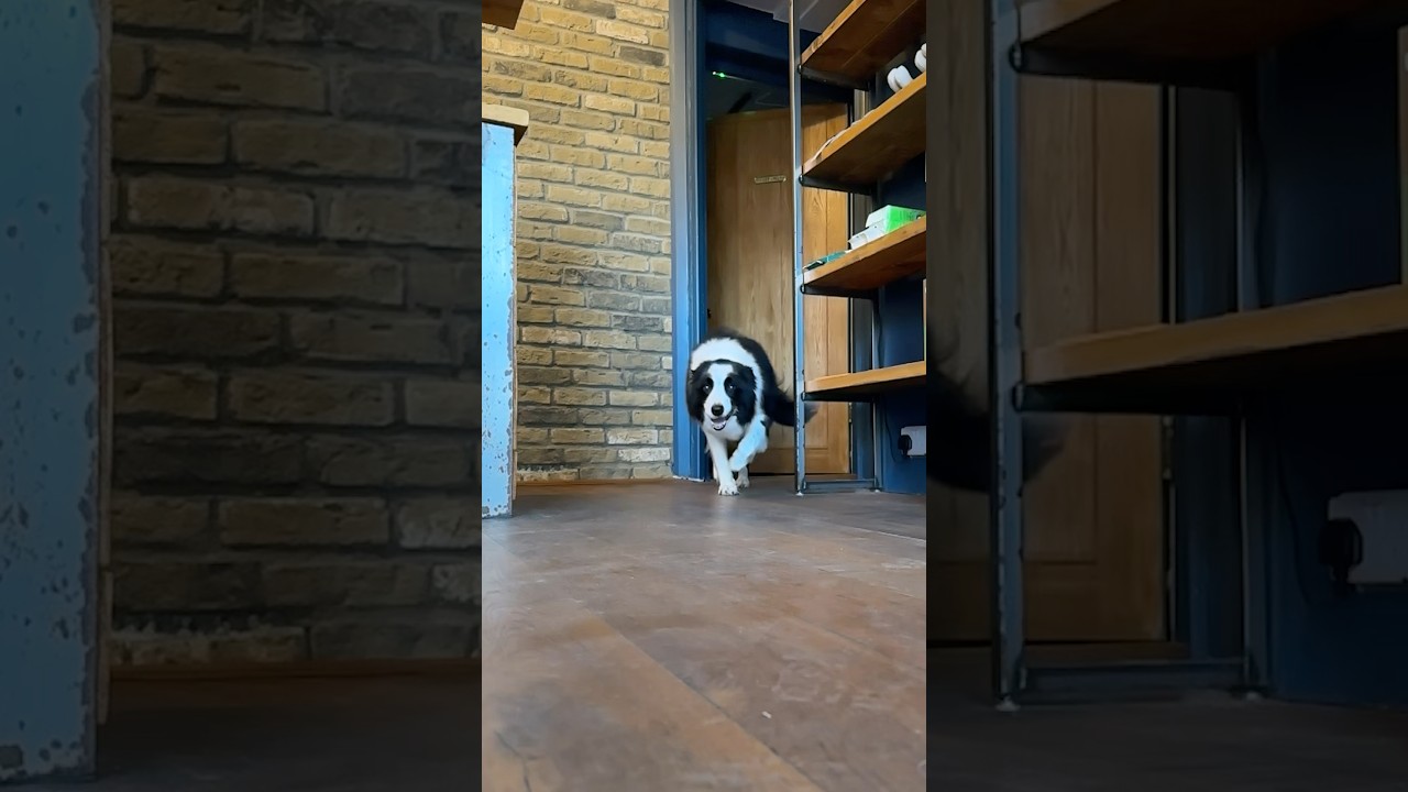 Doggy Daily Episode 466: Cassie the Border Collie 🐾 #bordercollie #collie #doggrooming