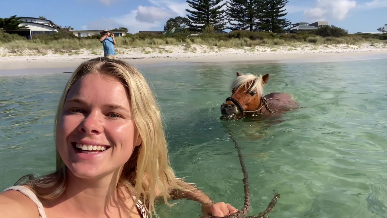 Sea Horse || @1itscrunchtime11