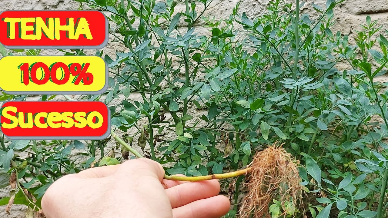 Como plantar arruda - como fazer muda de arruda