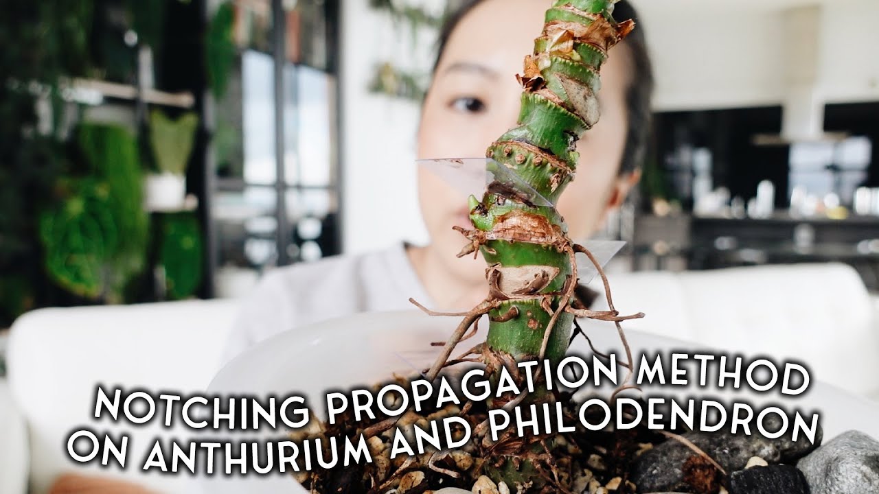 how i propagate my plants without completely cutting them! ✂️🚫