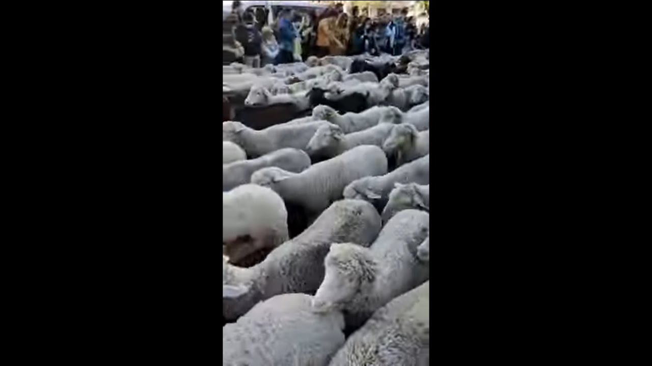 Transhumance Passage Event Where Thousands of Sheep Rushes Through Main Roads