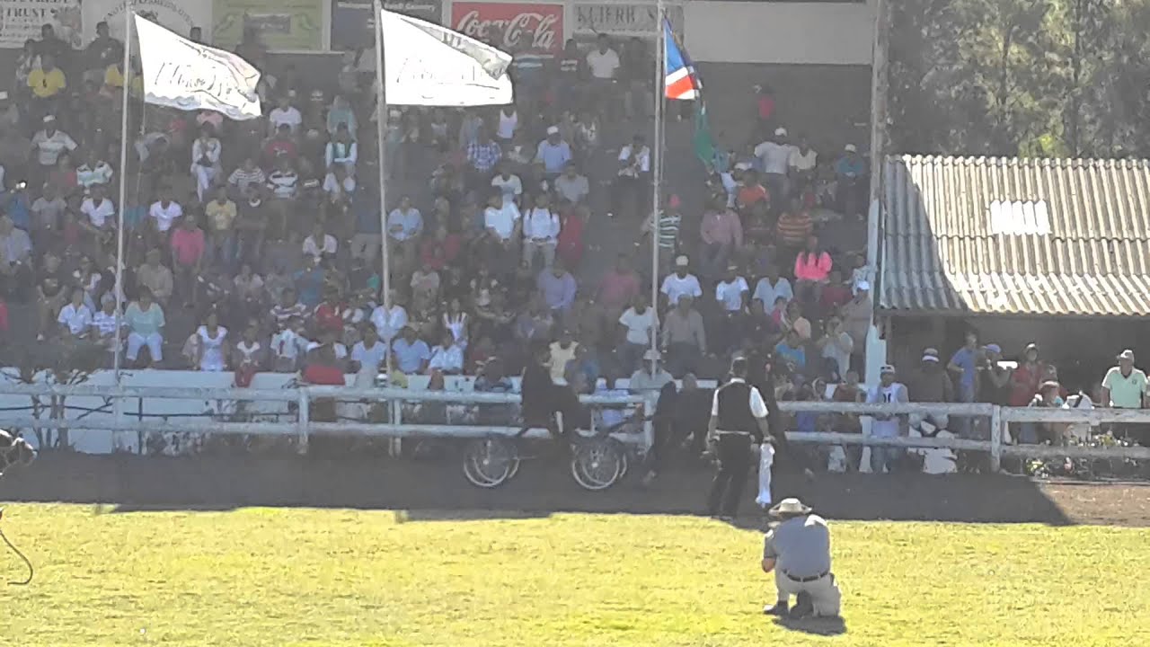 SA Hackney Pony Grand championship(6)