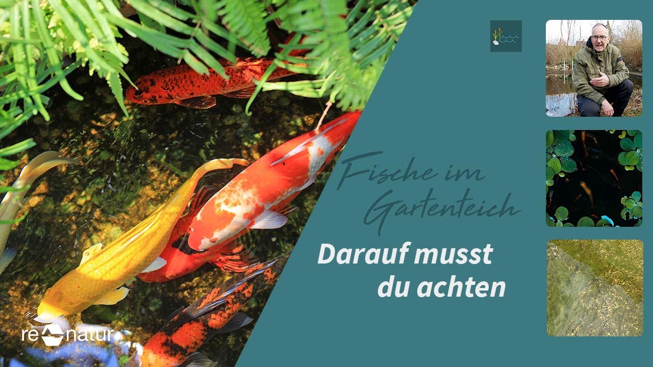 Fische im Gartenteich - Darauf musst du achten (5 Tipps)