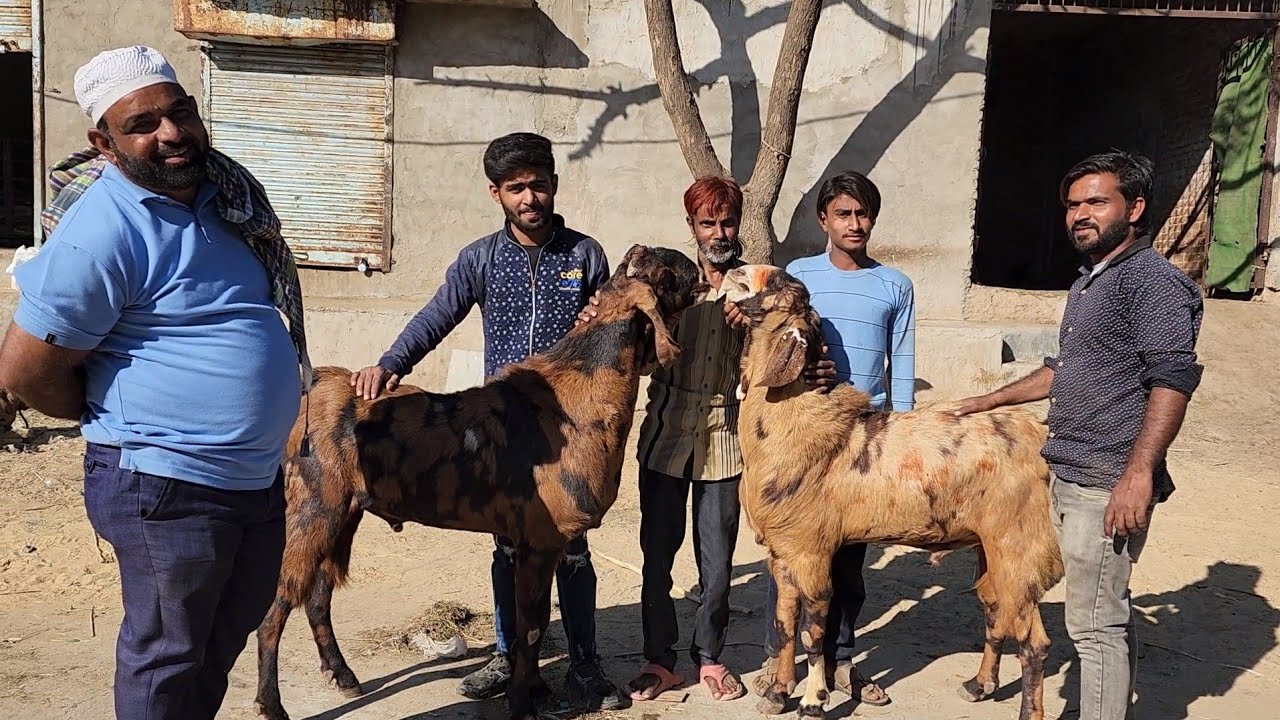 Shakeel Bhai Goat Farm Jaipur | Big Goats | Asif Bhai Prince Of Jaipur.